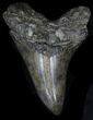 Serrated Megalodon Tooth - Nice Blade #33026-2